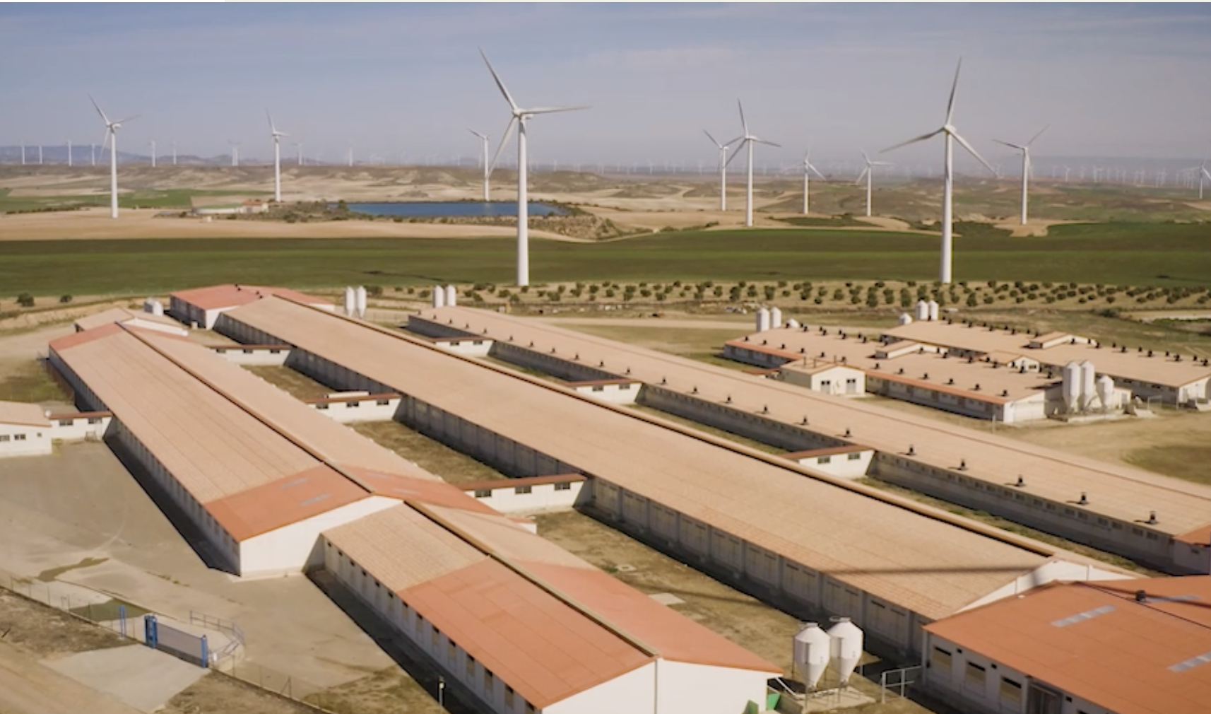 The Pink Pig S.A Slaughterhouse